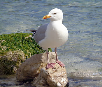 white and gray bird perched on rock surrounded by body of water during day thumbnail