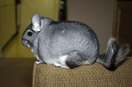 Long-tailed chinchilla sitting on Sofa -- Chinchilla lanigera thumbnail