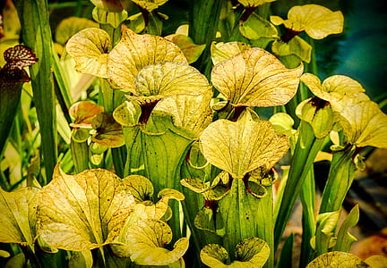 yellow petaled flowers thumbnail