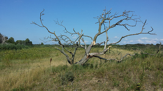Duigebied, Dead Tree thumbnail