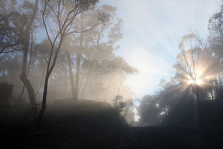 silhouette of trees thumbnail