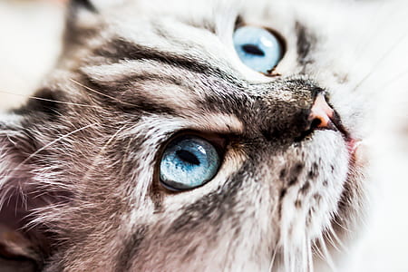 micro photography of cat face thumbnail