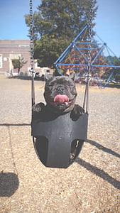 adult black French bulldog on swing thumbnail