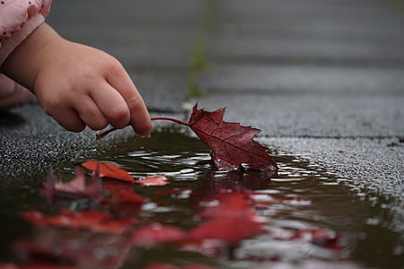 toddler's holding brown maple leaf on body of water thumbnail