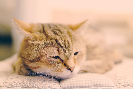 brown cat thumbnail