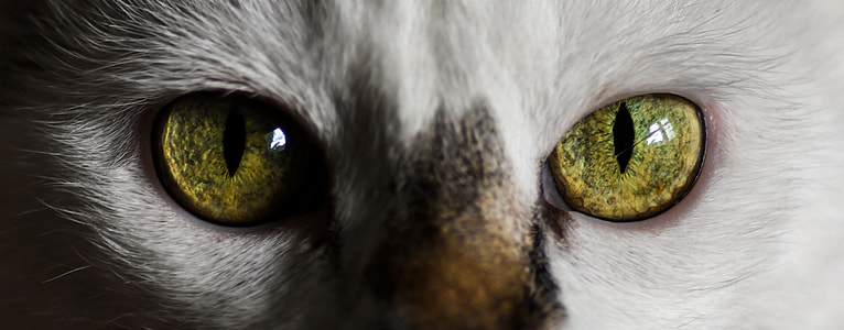 close photo of green eye cat thumbnail