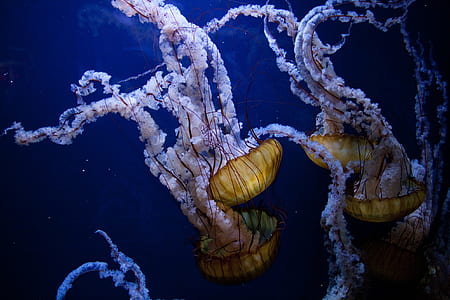 four box jelly fishes thumbnail