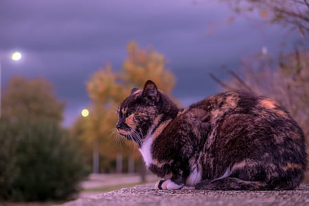 shallow focus photography of tricolored calico cat thumbnail