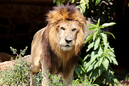brown lion near plants thumbnail