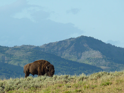 brown animal on grass field during daytime thumbnail