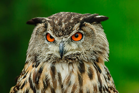 brown and white owl thumbnail