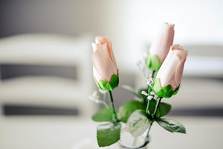 selective focus photography of three pink tulips flowers thumbnail