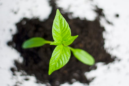 green-leaf plant selective focus photography thumbnail