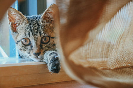 animal, pet, cute, fur thumbnail