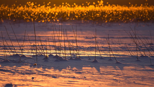 brown sticks on sand near green grass at daytime thumbnail
