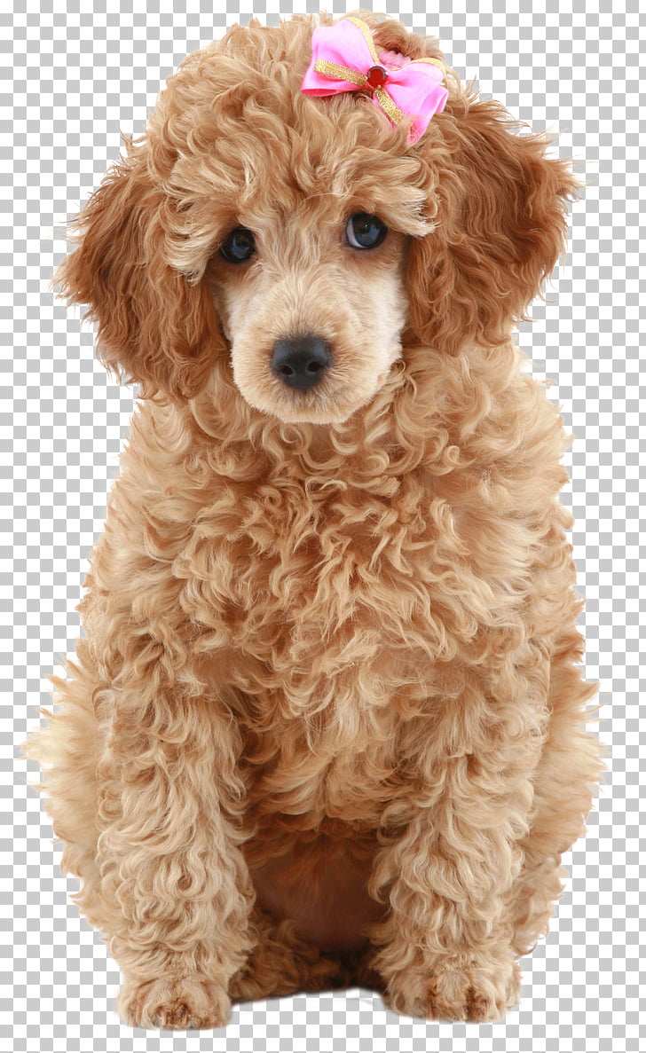 231 Schnoodle Png Cliparts For Free Download Uihere