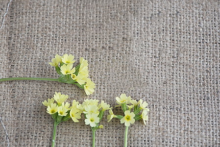 white rhododendron flowers on grey textile thumbnail