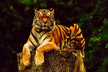 tiger lying on wood log thumbnail