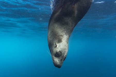 gray sea lion diving on blue water thumbnail