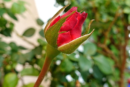 close-up photo of red Rose flower thumbnail