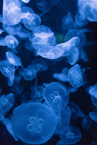 group of jellyfishes on water thumbnail