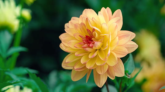 selective focus photography of yellow petaled flower in bloom thumbnail