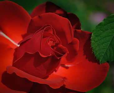 red rose thumbnail