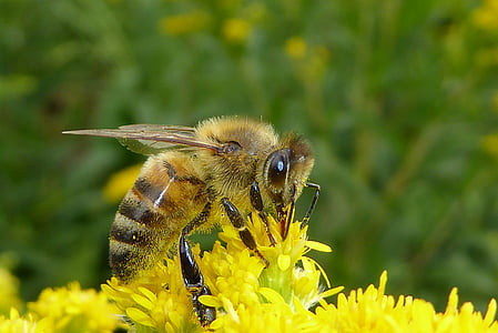 close up photography of honeybee on yellow flower thumbnail