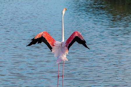 flamingo standing on body of water thumbnail