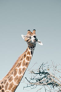 brown and white giraffe head under gray sky during daytime thumbnail