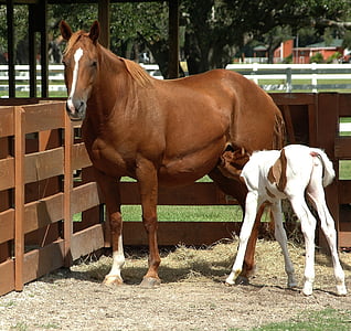 brown horse standing on dry grass thumbnail