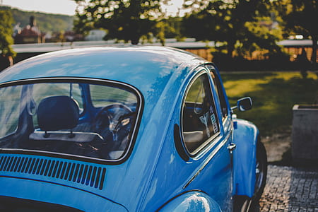 blue Volkswagen Beetle coup parked near field thumbnail