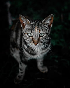 Selective Focus Photo of Brown Tabby Cat thumbnail