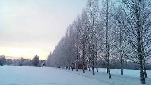 cold, snow, trees, winter thumbnail