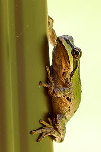 green and brown frog thumbnail
