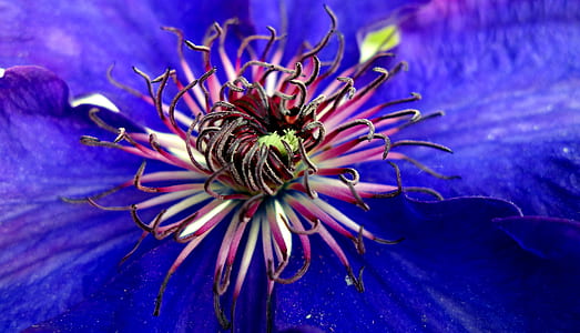 close up photography of blue clematis flower thumbnail