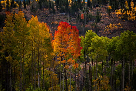 bird's eye view photography of orange leafed trees thumbnail