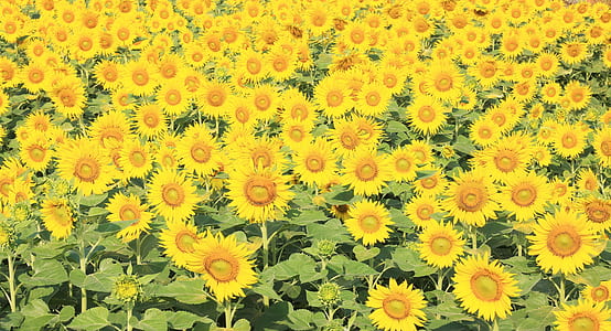 yellow Sunflower field thumbnail
