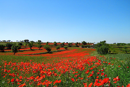 field of common poppy flower thumbnail