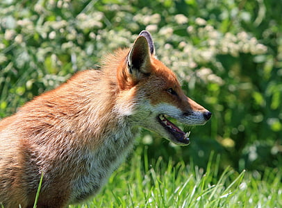 brown fox under sunset thumbnail