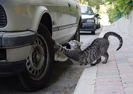 cat beside car thumbnail