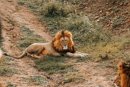 top-view shot of brown lion thumbnail