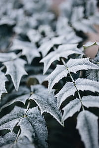 Detail of leaves covered in frost thumbnail