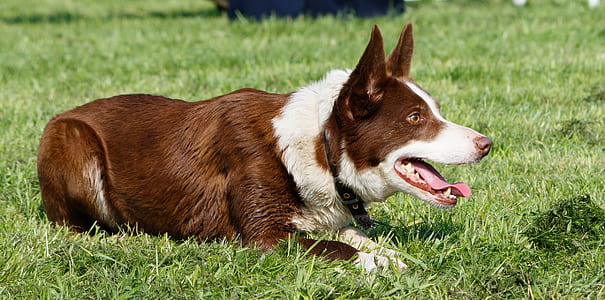 short-coated brown and white dog laying on green grass thumbnail