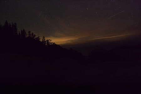 forest during golden hour thumbnail