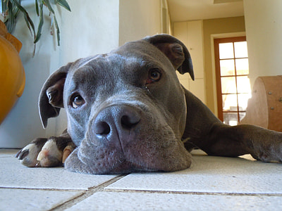 brown and white American Pit Bull Terrier lying on white floor tiles inside room thumbnail
