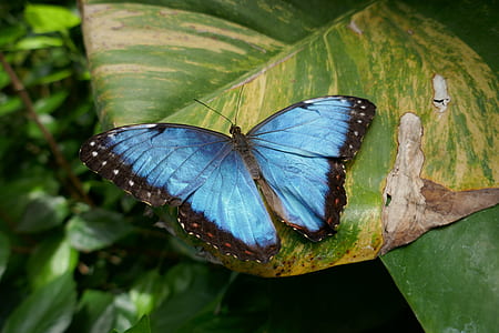 blue and black butterfly on top of green leaf at daytime thumbnail