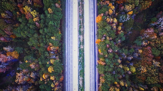 top view of road surrounded by trees during daytime thumbnail