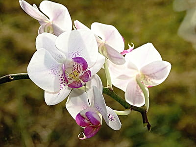 shallow focus photo of orchids thumbnail
