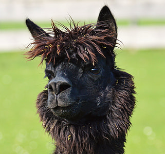 black llama focus photo thumbnail